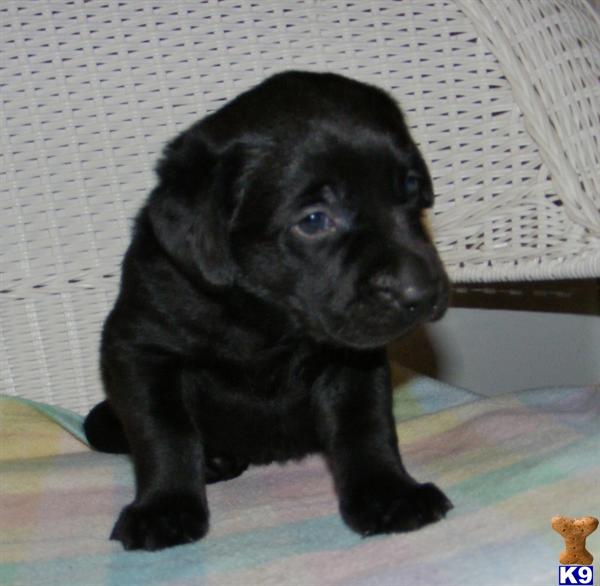 Labrador Retriever Puppies